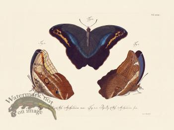Jablonsky Butterfly 032